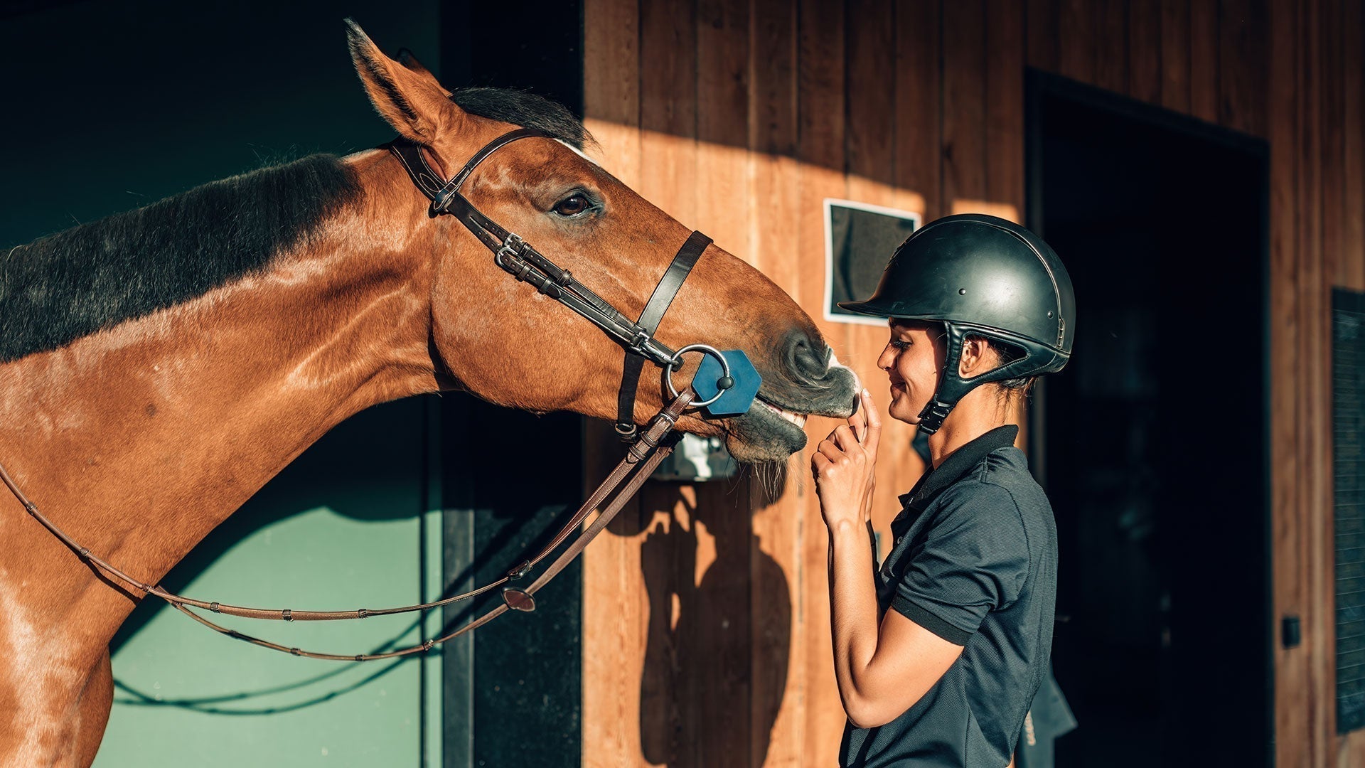 What Is the Best Flooring for Cleaner, Healthier Horse Stables in Australia? - Regupol Australia Equine