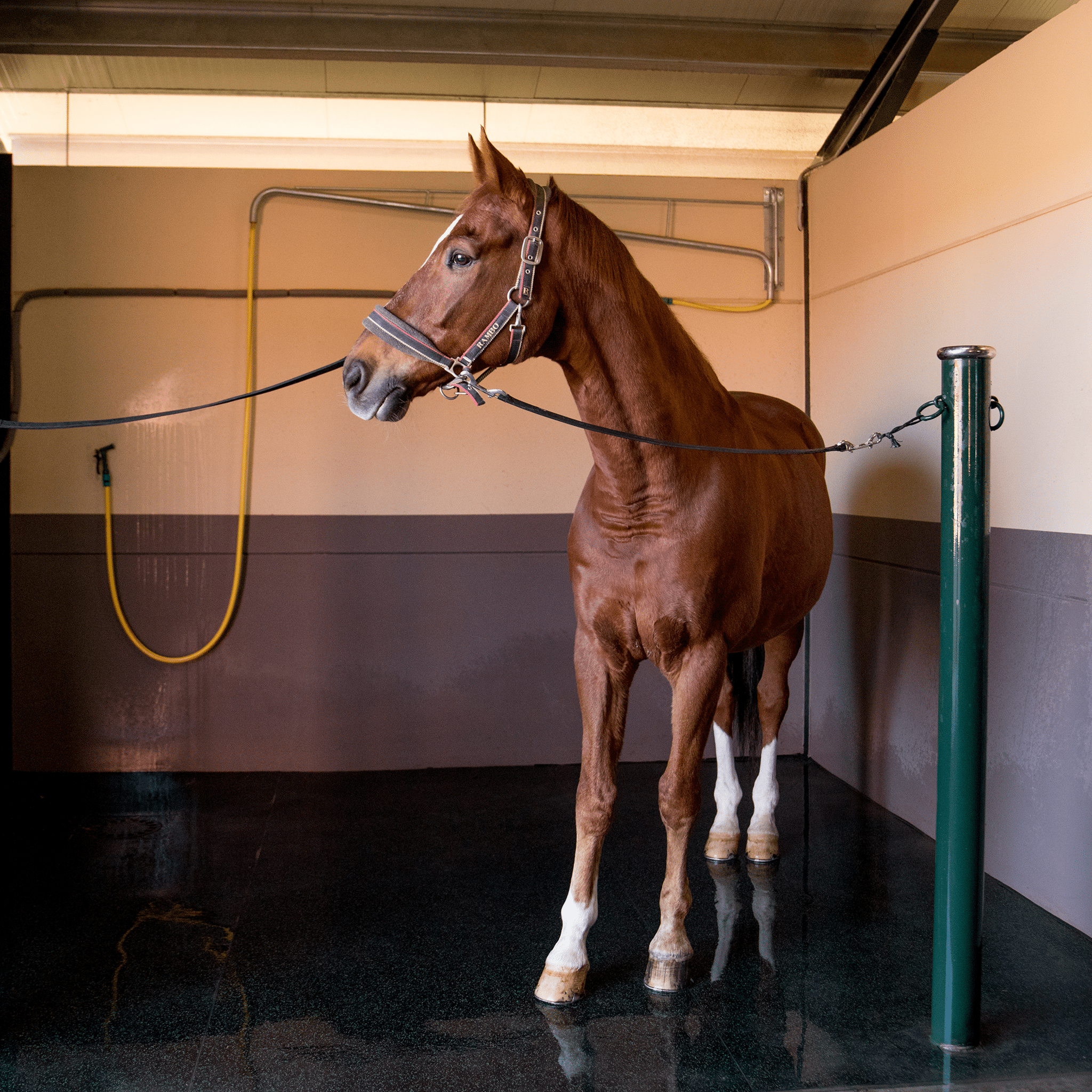 REGUPOL equiline aussie gold (8mm) - Regupol Australia Equine