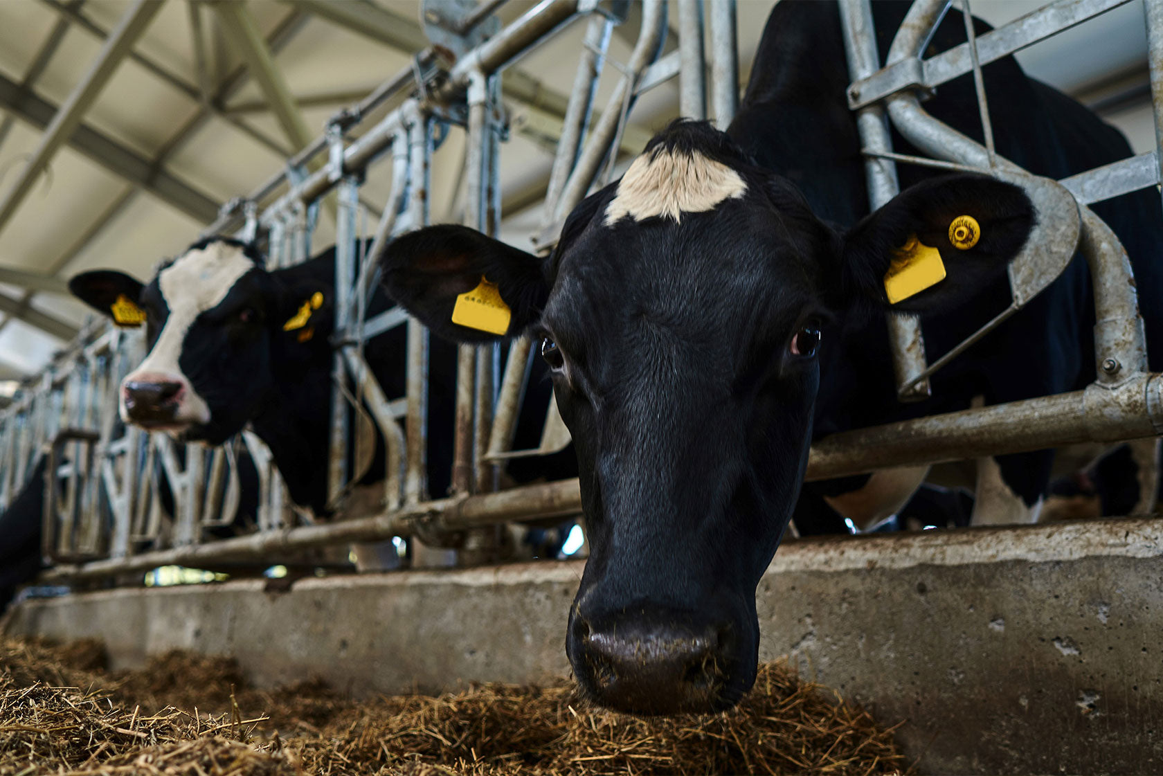 REGUPOL Rubber Flooring for Livestock Facilities