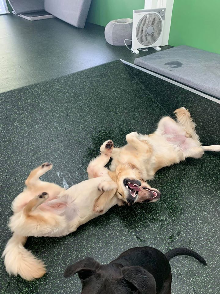 dogs laying on dog daycare rubber flooring