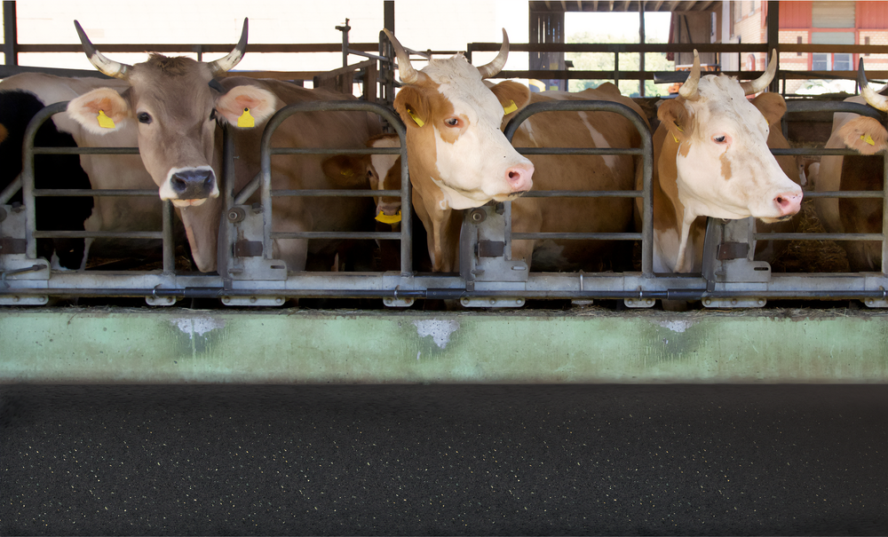 CATTLE & LIVESTOCK