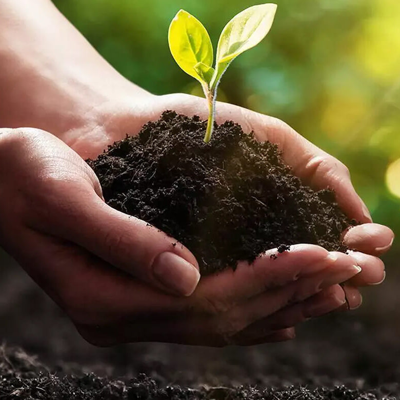 Hands holding a small plant with soil, set against a natural background with sunlight.